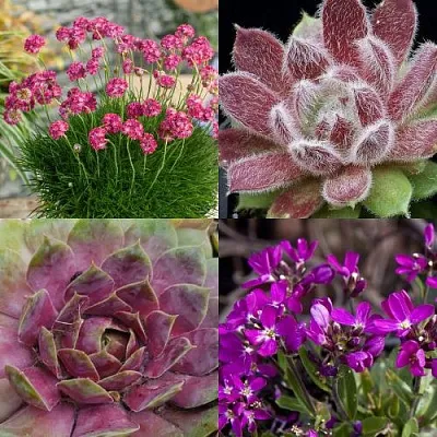 Комплект МИНИ САД в Твери