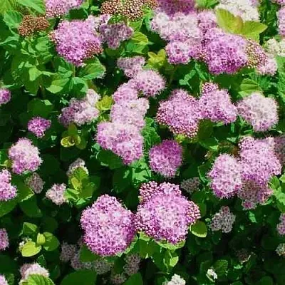 Спирея ПИНК СПАРКЛЕР  Спирея ПИНК СПАРКЛЕР в Твери