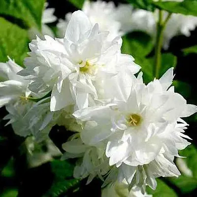 Жасмин ДАМ БЛАНШ  Жасмин ДАМ БЛАНШ в Твери