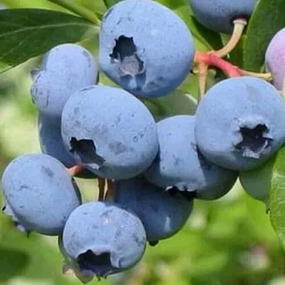 Голубика ДАРРОУ в Твери