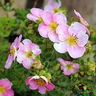 Лапчатка НЬЮ ДАУН кустарниковая  Лапчатка НЬЮ ДАУН кустарниковая в Твери