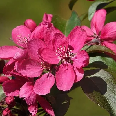 Яблоня НЕДЗВЕЦКОГО  Яблоня НЕДЗВЕЦКОГО в Твери