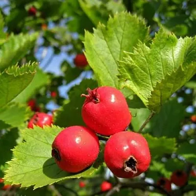 Боярышник МЯГКОВАТЫЙ  Боярышник МЯГКОВАТЫЙ в Твери