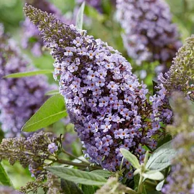 Буддлея давида БАТТЕРФЛЯЙ КАНДИ ЛИЛА СВИТХАРТ  Буддлея давида БАТТЕРФЛЯЙ КАНДИ ЛИЛА СВИТХАРТ в Твери