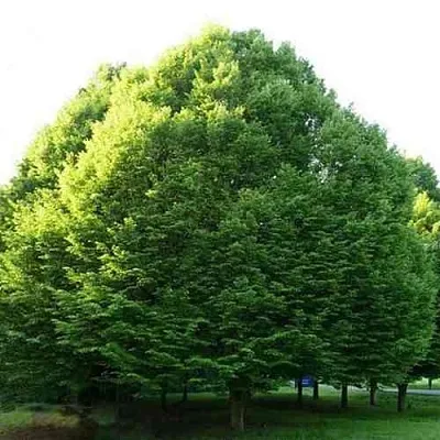 Граб японский в Твери