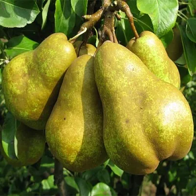 Груша СИЛЬВА в Твери