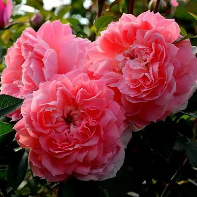 Саженцы роз ОЛЬГА шраб  Саженцы роз ОЛЬГА шраб в Твери