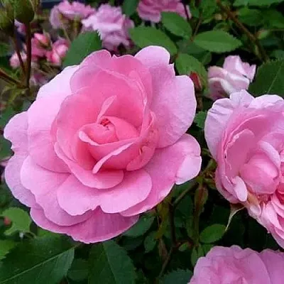 Саженцы роз ДЖОН ДЭВИС плетистая в Твери