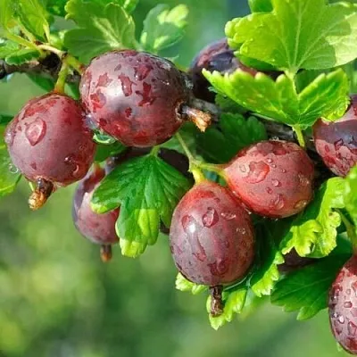 Крыжовник СЕРЕНАДА  Крыжовник СЕРЕНАДА в Твери