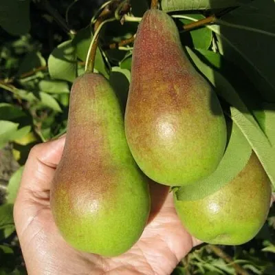 Груша ТАЛГАРСКАЯ КРАСАВИЦА в Твери