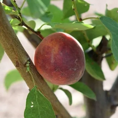 Плумкот БИРИКОККОЛО СУЗИНКОККО в Твери