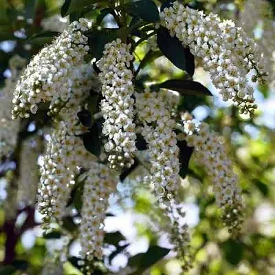 Черемуха виргинская ШУБЕРТ  Черемуха виргинская ШУБЕРТ в Твери