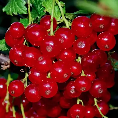 Смородина красная СЕРПАНТИН  Смородина красная СЕРПАНТИН в Твери