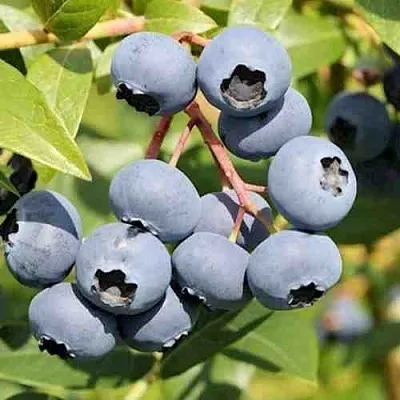 Голубика КРОЭТЭН в Твери