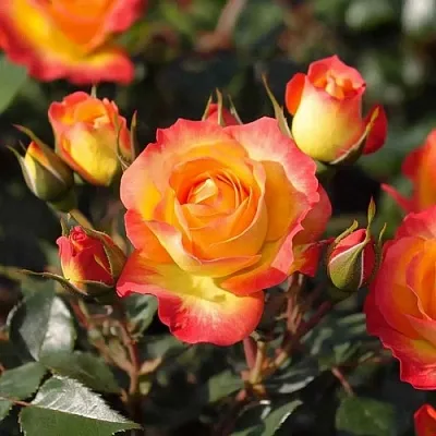 Саженцы роз ТАЙФУН спрей в Твери