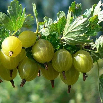 Крыжовник ЮБИЛЕЙНЫЙ  Крыжовник ЮБИЛЕЙНЫЙ в Твери