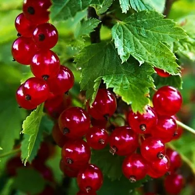 Смородина красная РОЛАН в Твери