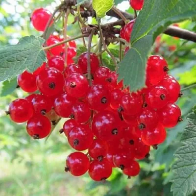 Смородина красная КРАСНАЯ АНДРЕЙЧЕНКО в Твери