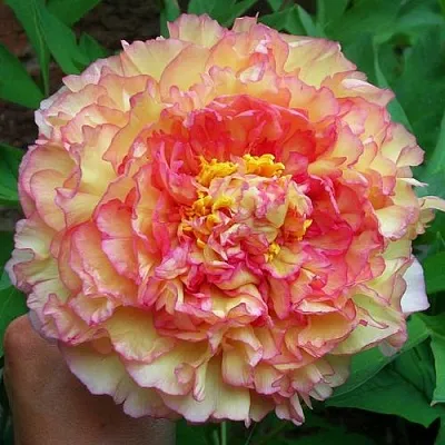 Пионы древовидные в Твери