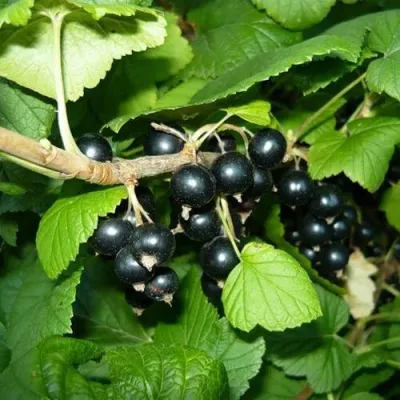Смородина чёрная БАГИРА — описание сорта Смородина чёрная БАГИРА в Твери