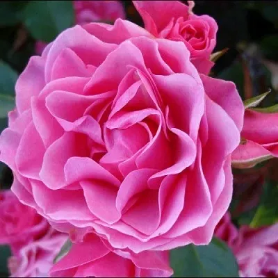 Саженцы роз АЙ ЭМ ГРЕЙТФУЛ флорибунда в Твери