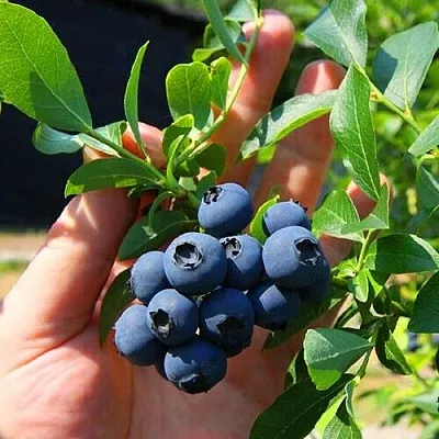 Голубика НОРТ КАНТРИ в Твери