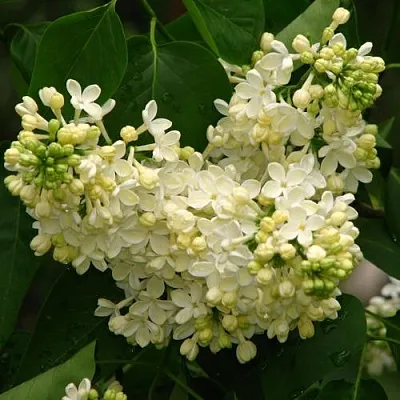 Сирень ПРИМРОУЗ  Сирень ПРИМРОУЗ в Твери