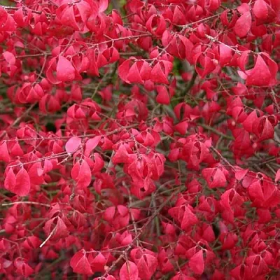 Бересклет КОМПАКТУС  в Твери