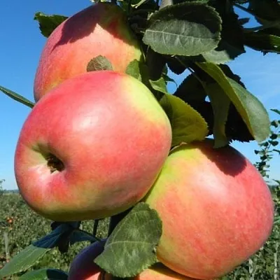 Яблоня БРЯНСКОЕ РОЗОВОЕ  Яблоня БРЯНСКОЕ РОЗОВОЕ в Твери