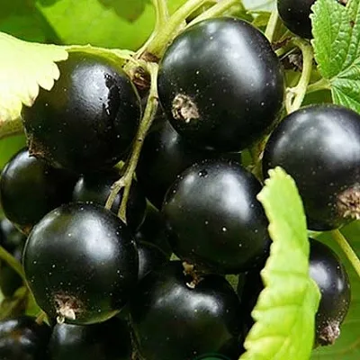 Смородина черная ЭБОНИ  Смородина черная ЭБОНИ в Твери