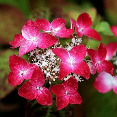 Гортензия КУРЕНАИ пильчатая в Твери