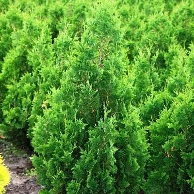 Туя СПИРАЛИС западная  Туя СПИРАЛИС западная в Твери