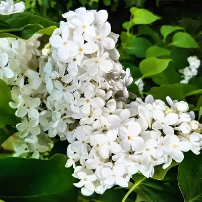 Сирень МАЛЕНЬКИЙ ПРИНЦ в Твери