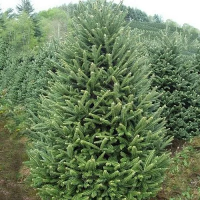 Пихта ФРАЗЕРА в Твери