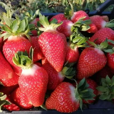 Клубника ЛЮЧИЯ — описание сорта Клубника ЛЮЧИЯ в Твери