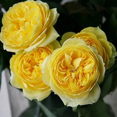 Саженцы роз КАТАЛИНА спрей в Твери