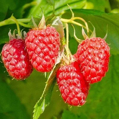 Малина ИЗОБИЛЬНАЯ в Твери