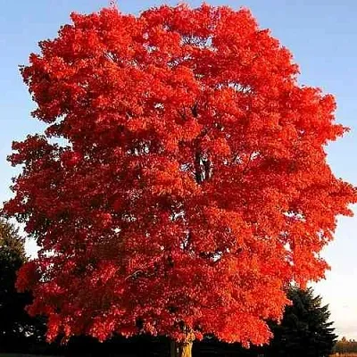 Дуб красный   Дуб красный  в Твери