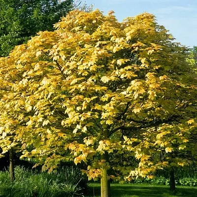 Клен ложноплатановый в Твери