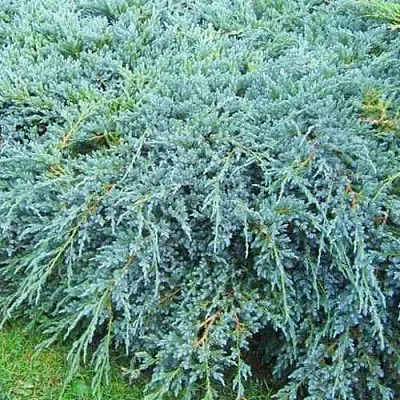 Можжевельник БЛЮ КАРПЕТ чешуйчатый  Можжевельник БЛЮ КАРПЕТ чешуйчатый в Твери