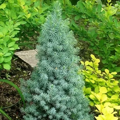 Ель КОНИКА сизая  Ель КОНИКА сизая в Твери