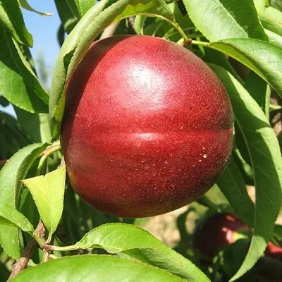 Нектарин ФАНТАЗИЯ  Нектарин ФАНТАЗИЯ в Твери