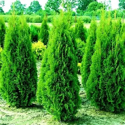 Туя ВИДМАНТ западная в Твери