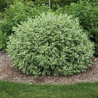 Дерен ЭЛЕГАНТИССИМА белый в Твери