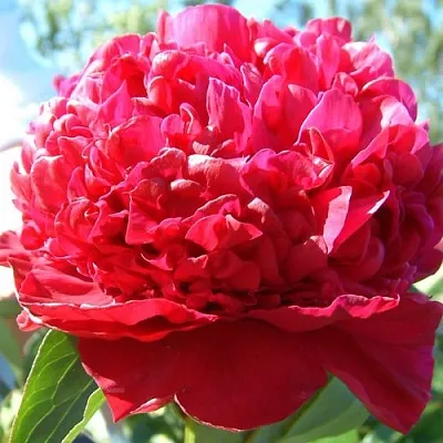 Пион ИНСПЕКТОР ЛАВЕРН травянистый в Твери