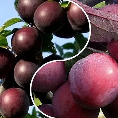 Комплект ИЗЮМИНКА САДА в Твери