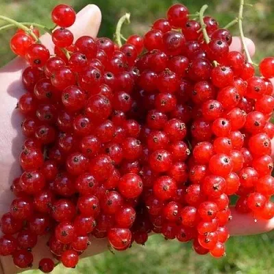 Смородина красная РЕД ПУЛ  Смородина красная РЕД ПУЛ в Твери