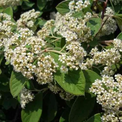 Кизильник пузырчатый в Твери