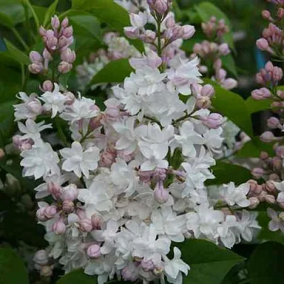 Сирень КРАСАВИЦА МОСКВЫ  Сирень КРАСАВИЦА МОСКВЫ в Твери