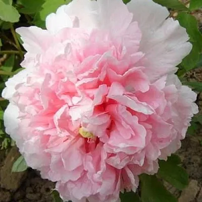 Пион БУКЕТ РОЗОВЫХ ГВОЗДИК древовидный  Пион БУКЕТ РОЗОВЫХ ГВОЗДИК древовидный в Твери